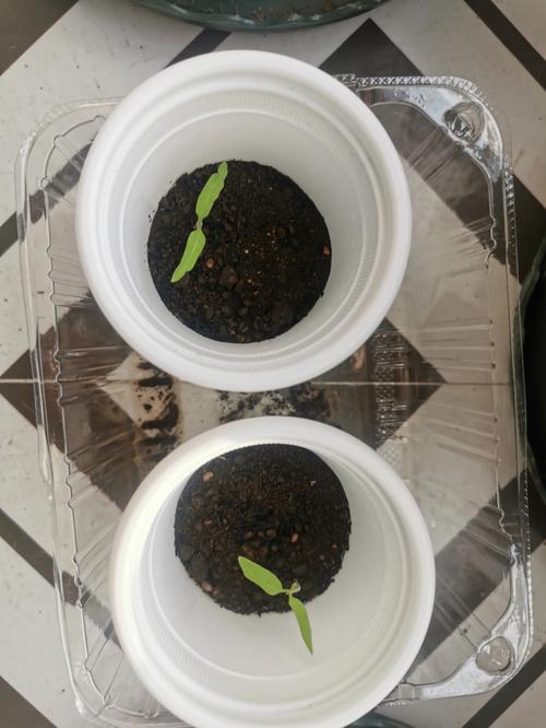 春天在自家怎样用纸杯育苗_番茄种植杯子怎么种的视频 春天在自家怎样用纸杯育苗_番茄种植杯子怎么种的视频 植物种类