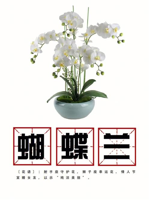农村房前房后种植什么好看，能够增加经济收入_番茄蝴蝶兰怎么种植方法 农村房前房后种植什么好看，能够增加经济收入_番茄蝴蝶兰怎么种植方法 植物种类