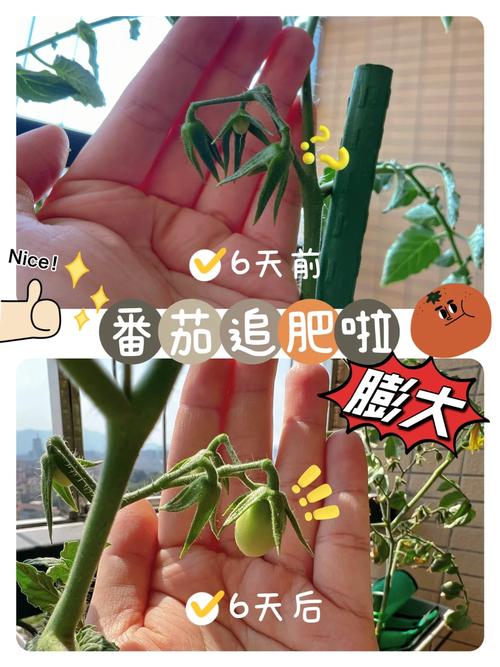 阳台花盆种西红柿，怎么才能长得又大又好_阳台种植番茄怎么追肥呢 阳台花盆种西红柿，怎么才能长得又大又好_阳台种植番茄怎么追肥呢 番茄种植技巧