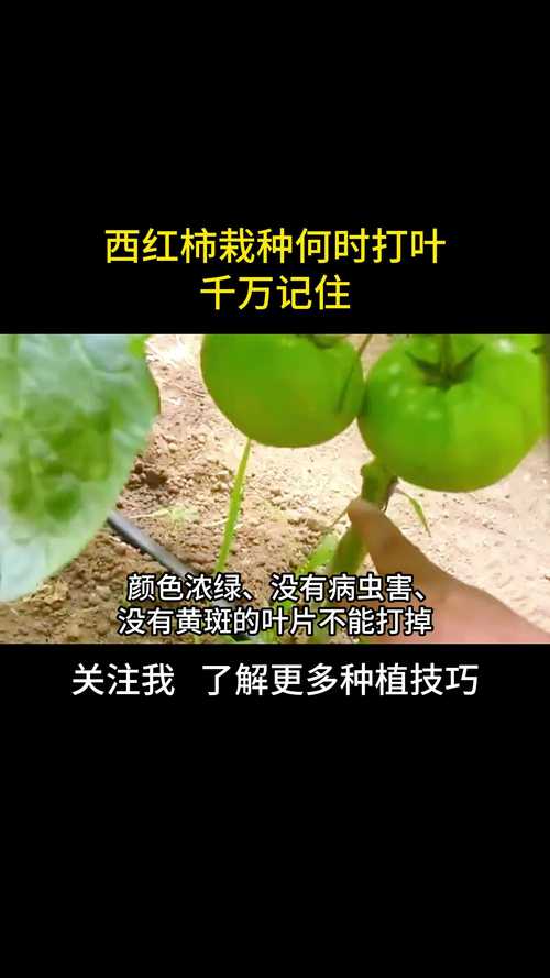 种植西红柿太“脏”，品相不好，应该如何清洗_番茄怎么种植不会落叶呢视频 种植西红柿太“脏”，品相不好，应该如何清洗_番茄怎么种植不会落叶呢视频 农业常识