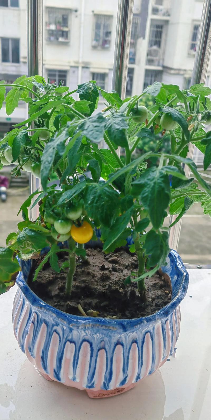 小番茄浇太多水了怎么办_番茄种植多了怎么办呢 小番茄浇太多水了怎么办_番茄种植多了怎么办呢 番茄病虫害防治