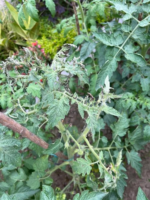 茄子西红柿豆角挨着种可以吗_番茄豆角怎么种植方法 茄子西红柿豆角挨着种可以吗_番茄豆角怎么种植方法 花朵知识