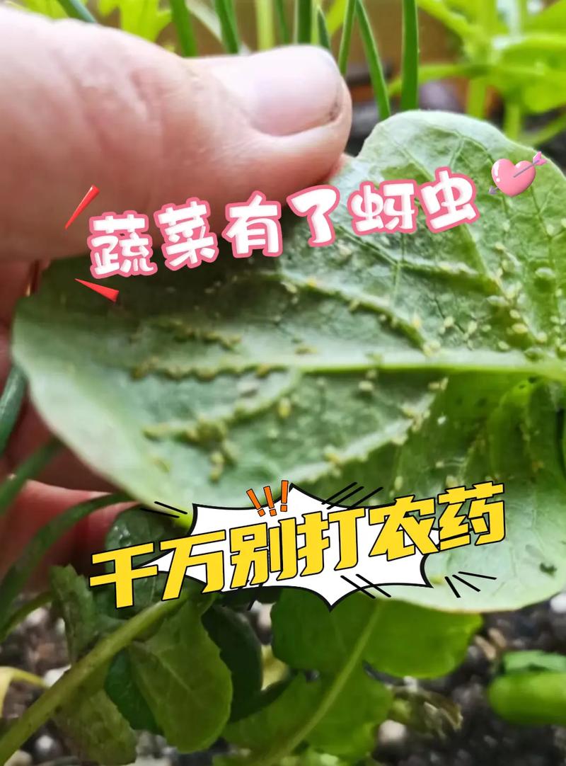 种植青菜，不想打农药，怎么可以不让它长虫子_番茄种植怎么防草腐病 种植青菜，不想打农药，怎么可以不让它长虫子_番茄种植怎么防草腐病 番茄病虫害防治