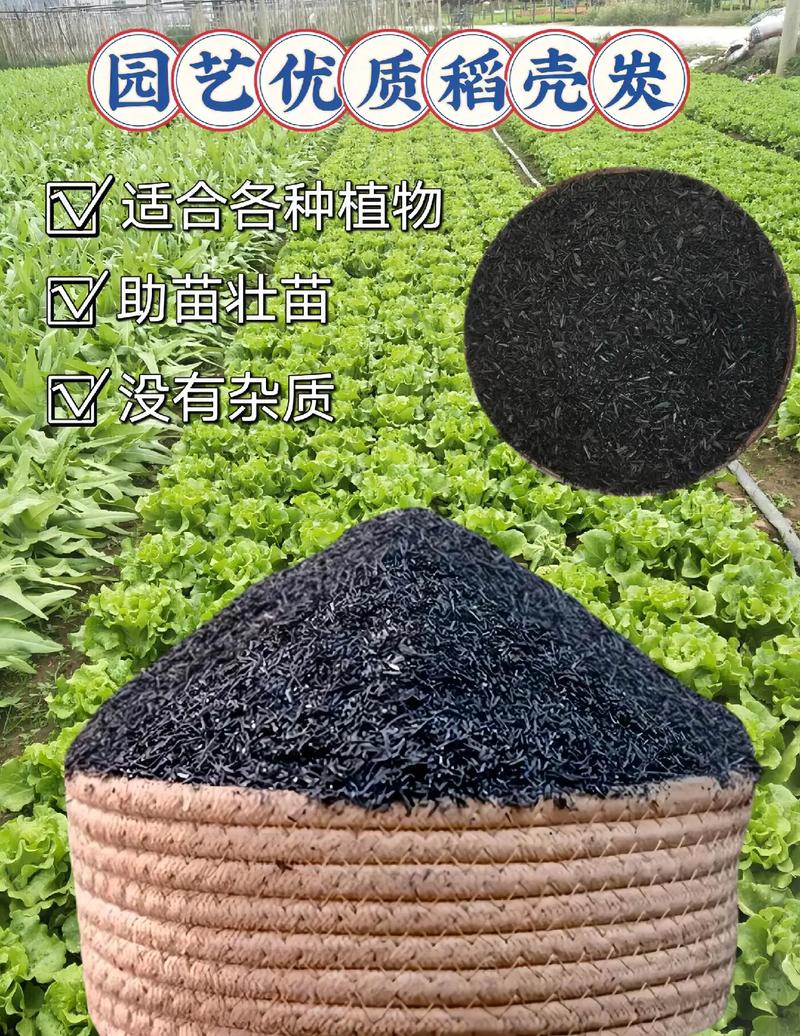 稻壳炭可以用来种西红柿么_番茄苗种植稻壳怎么种植 稻壳炭可以用来种西红柿么_番茄苗种植稻壳怎么种植 番茄种植技巧