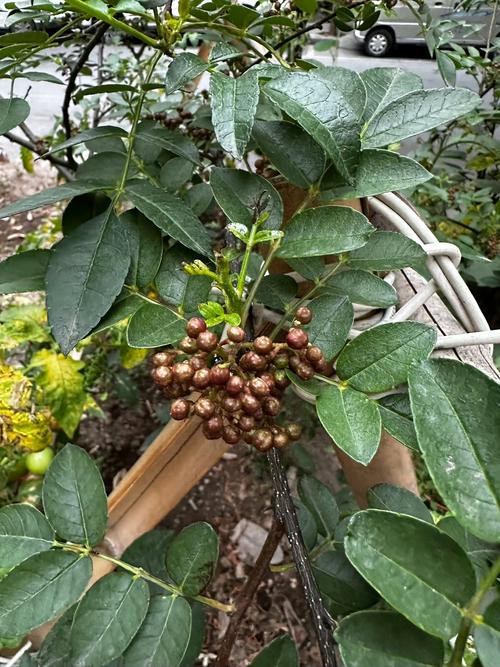 番茄茄子的家常做法_花椒怎么种植小番茄苗视频 植物种类 番茄茄子的家常做法_花椒怎么种植小番茄苗视频 番茄茄子的家常做法_花椒怎么种植小番茄苗视频 植物种类