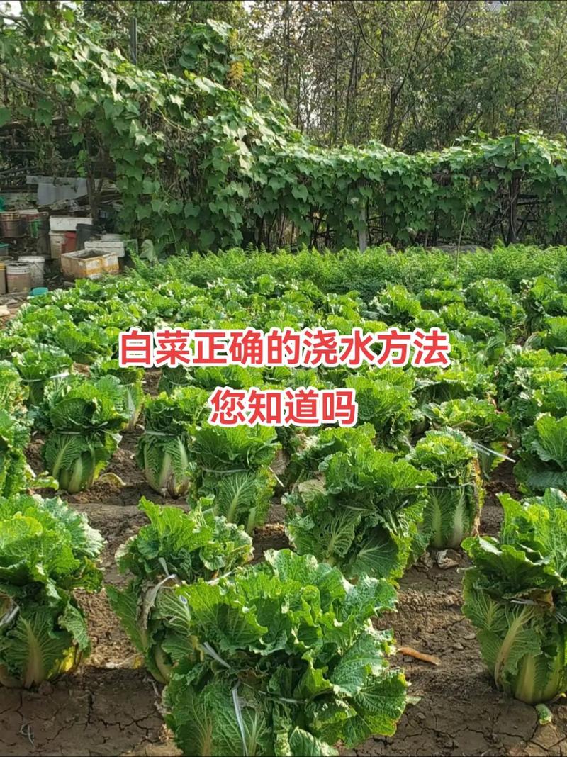 发蔬菜视频要怎么发才能上热门_大盆蔬菜种植技巧视频教程 发蔬菜视频要怎么发才能上热门_大盆蔬菜种植技巧视频教程 番茄种植技巧