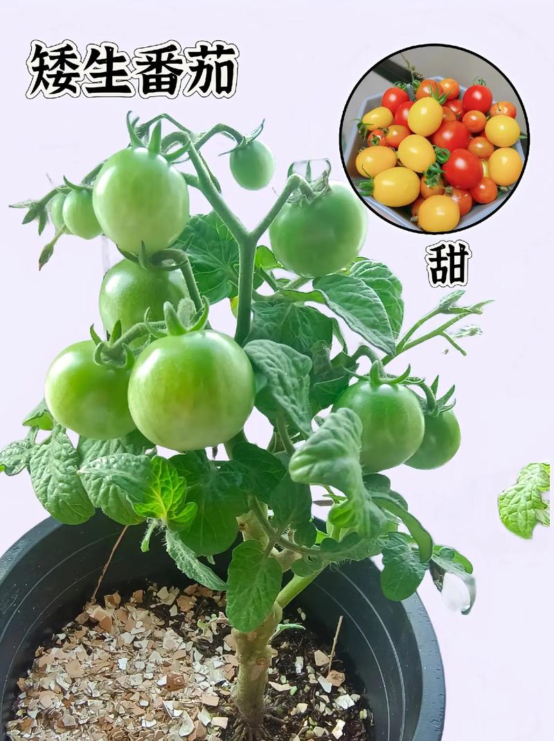 三亩地怎么布局_番茄框架种草怎么种植的视频 三亩地怎么布局_番茄框架种草怎么种植的视频 番茄种植技巧