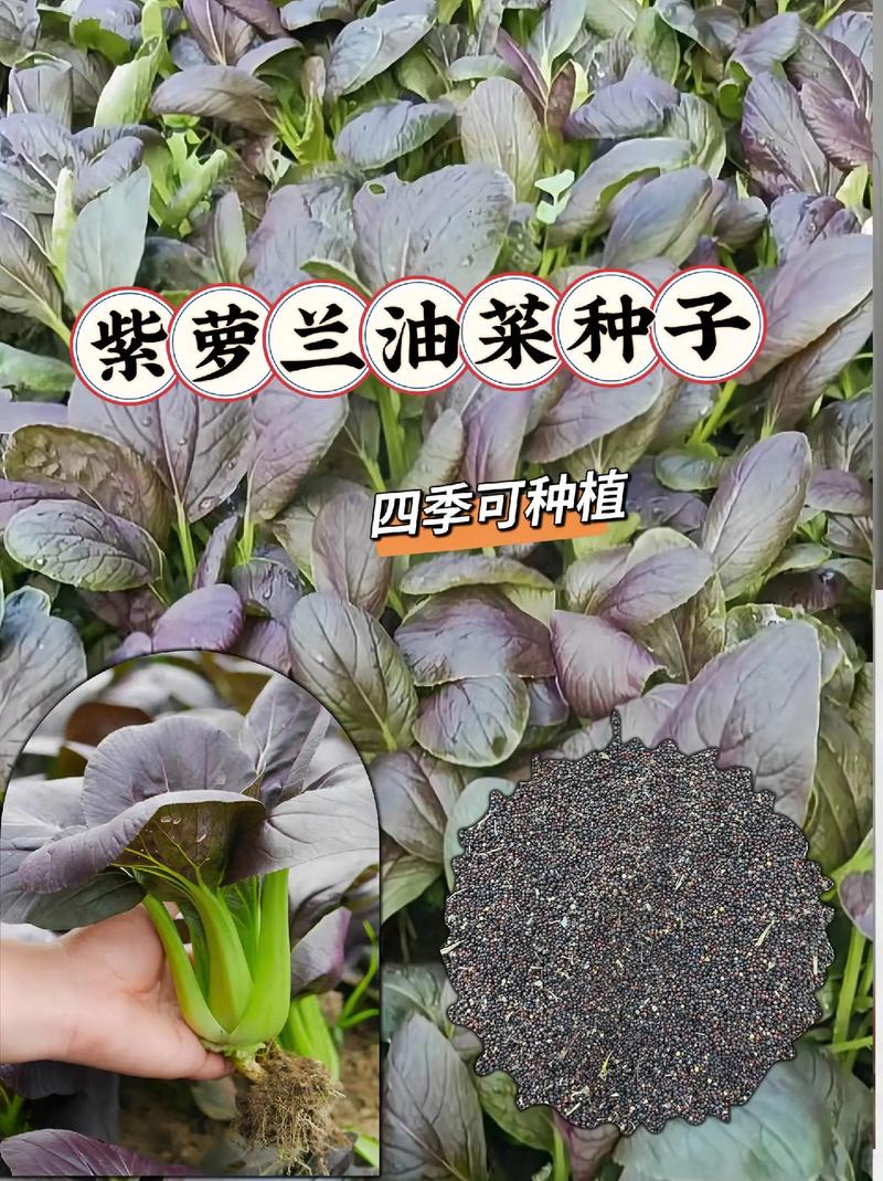 紫玉兰菜种植技巧方法_蔬菜种植的技巧 紫玉兰菜种植技巧方法_蔬菜种植的技巧 农业常识