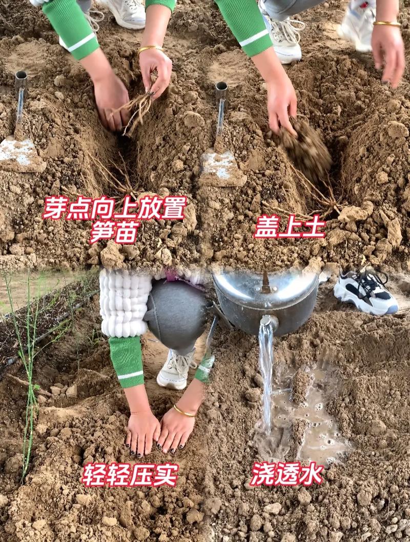 种植芦笋对土壤有什么要求_芦笋怎么种植番茄种子的视频 种植芦笋对土壤有什么要求_芦笋怎么种植番茄种子的视频 番茄种植技巧