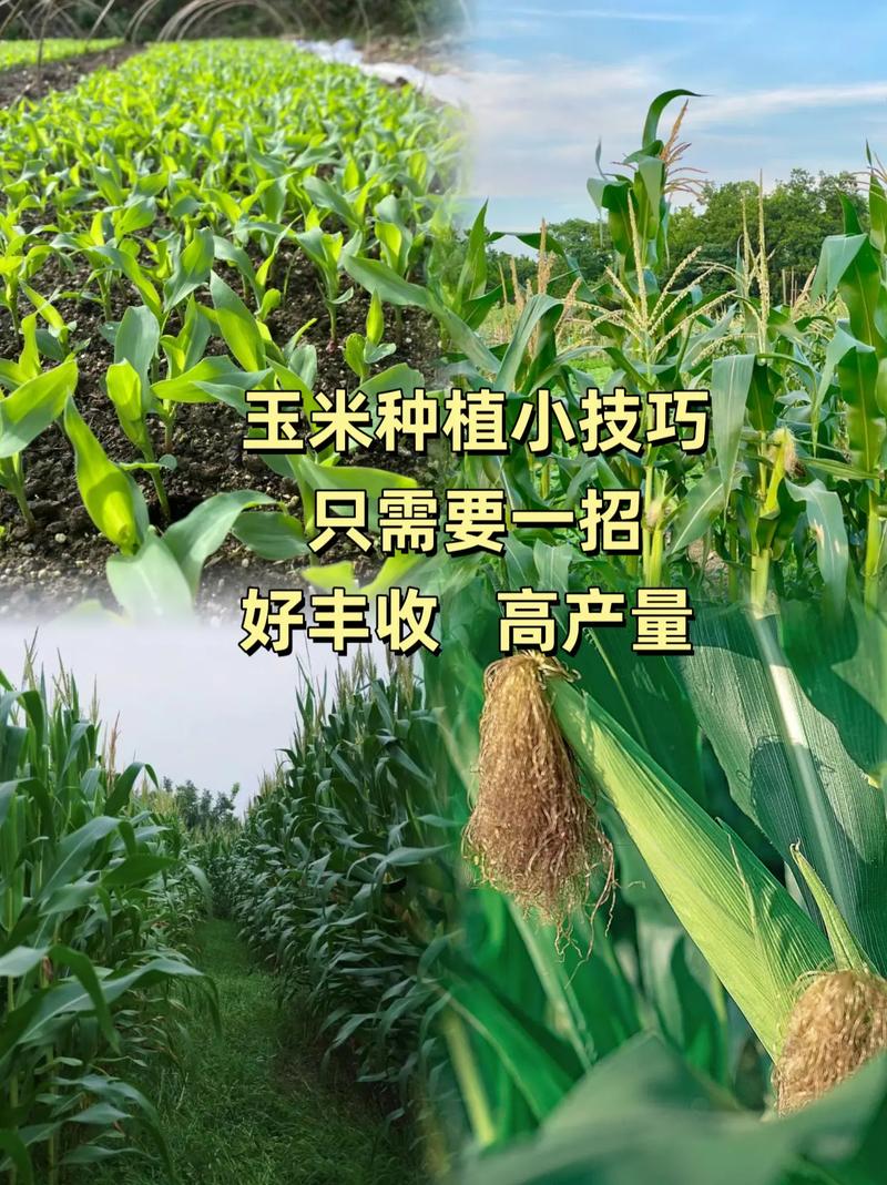 南方玉米种植技术有哪些_南方蔬菜种植小技巧和方法 南方玉米种植技术有哪些_南方蔬菜种植小技巧和方法 植物种类