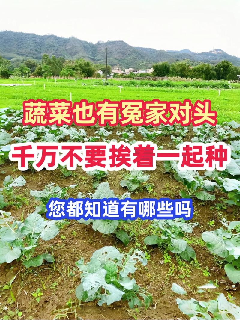 家庭蔬菜要怎么种植家庭蔬菜种植方法_家里蔬菜种植技巧视频 家庭蔬菜要怎么种植家庭蔬菜种植方法_家里蔬菜种植技巧视频 土壤施肥