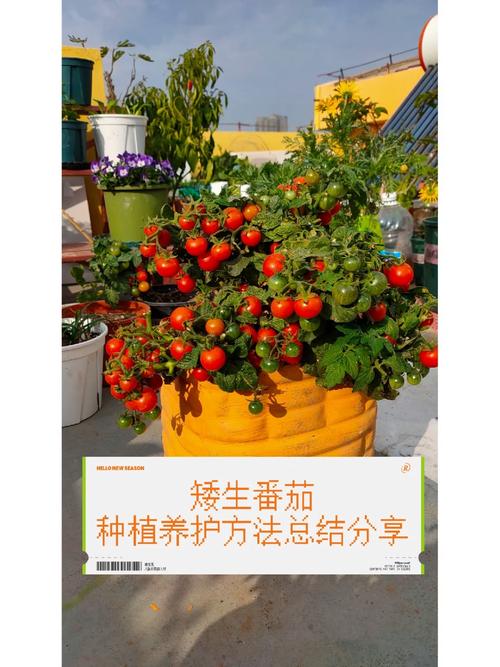 种植养育番茄的秘诀方法_番茄怎么种植口感最好呢 种植养育番茄的秘诀方法_番茄怎么种植口感最好呢 种植技巧
