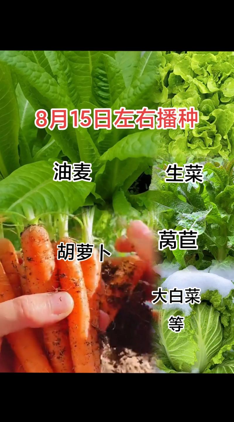农户种植的大豆，出苗后要如何管理_蔬菜种植小技巧黄豆怎么种 农户种植的大豆，出苗后要如何管理_蔬菜种植小技巧黄豆怎么种 农业常识