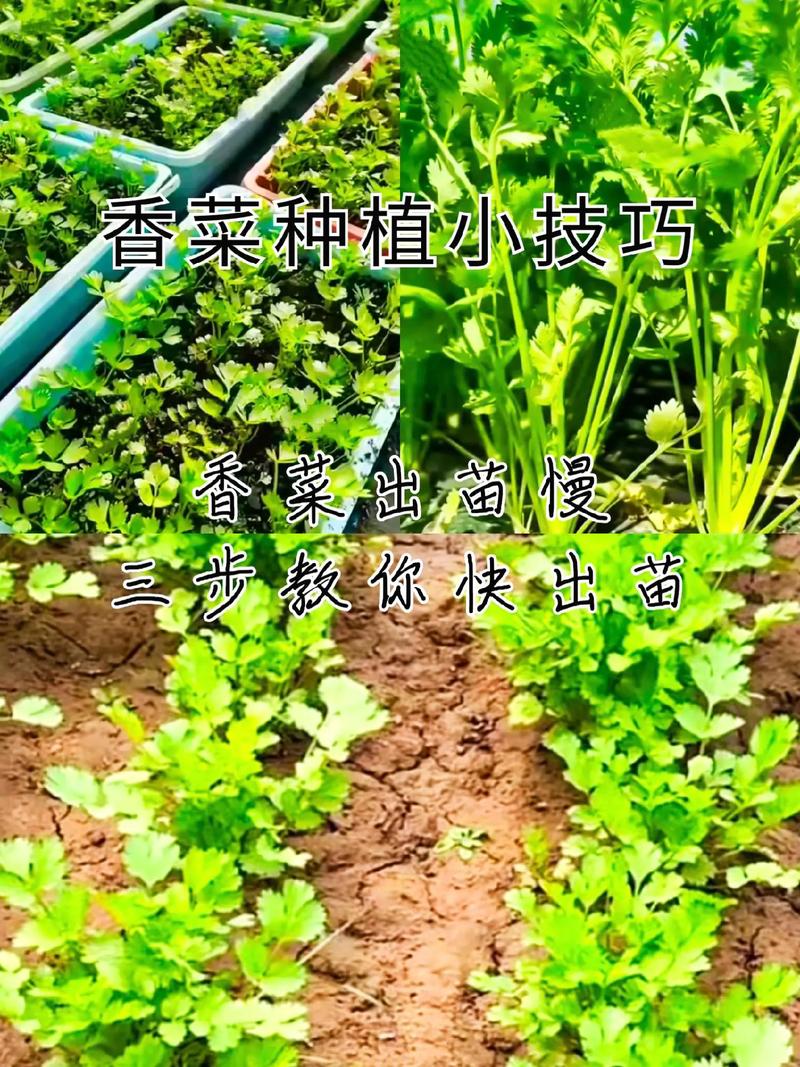 自然农法蔬菜种植技巧_常见蔬菜种植小技巧有哪些 自然农法蔬菜种植技巧_常见蔬菜种植小技巧有哪些 花朵知识