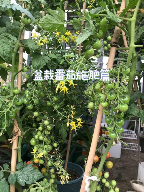 西红柿怎样施底肥？如果用有机肥应该用多少_番茄怎么种田种植技术视频 西红柿怎样施底肥？如果用有机肥应该用多少_番茄怎么种田种植技术视频 番茄病虫害防治