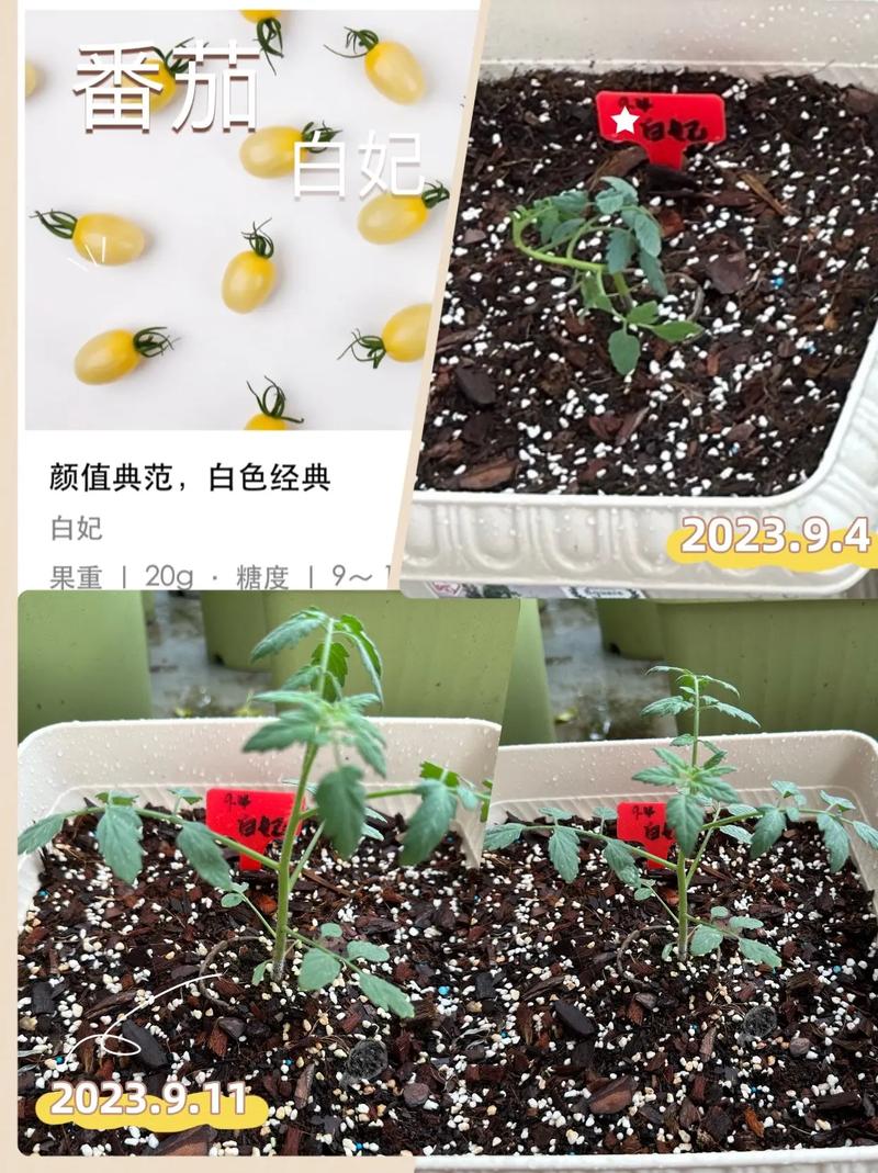 盆栽番茄的种植方法_番茄苗种植怎么打理好 盆栽番茄的种植方法_番茄苗种植怎么打理好 花朵知识