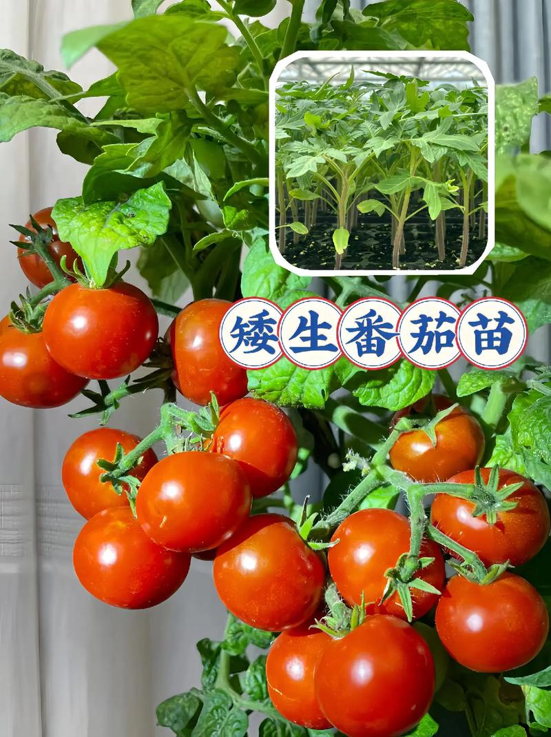 院子里怎么种菜院子里种菜的方法_围栏种植番茄怎么种植 院子里怎么种菜院子里种菜的方法_围栏种植番茄怎么种植 花朵知识