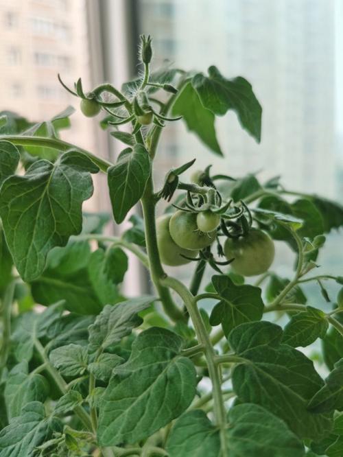 西红柿坐果后应该浇什么样的肥料_番茄结果了要怎么种植呢 西红柿坐果后应该浇什么样的肥料_番茄结果了要怎么种植呢 花朵知识