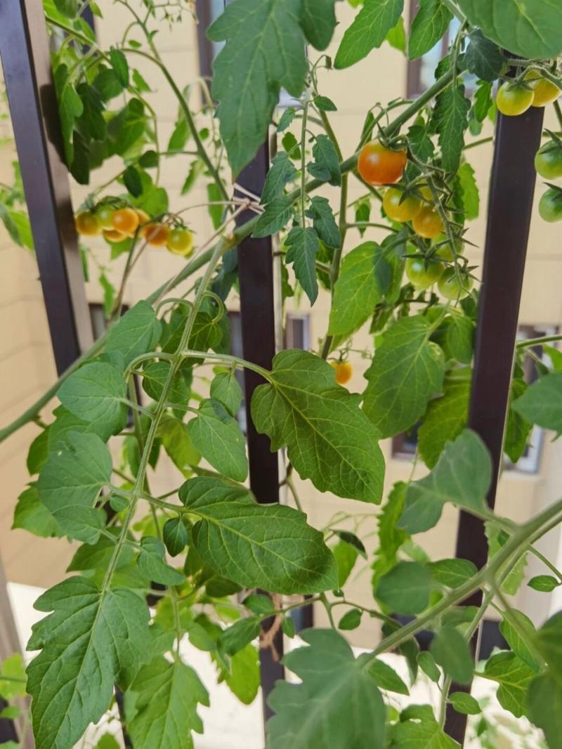 重庆春播番茄什么时候播种最合适_重庆露天番茄怎么种植的 重庆春播番茄什么时候播种最合适_重庆露天番茄怎么种植的 番茄种植技巧