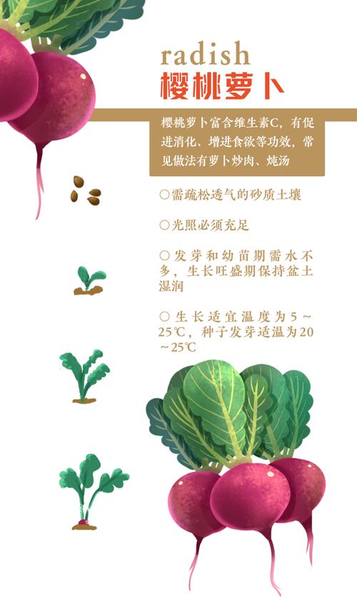 四季萝卜种植方法_四季蔬菜种植小技巧视频 四季萝卜种植方法_四季蔬菜种植小技巧视频 花朵知识