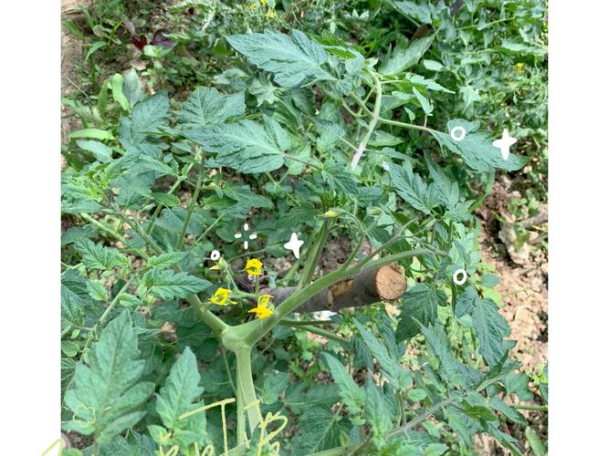 如何促使西红柿早开花_番茄开花前怎么种植的视频 如何促使西红柿早开花_番茄开花前怎么种植的视频 农业常识