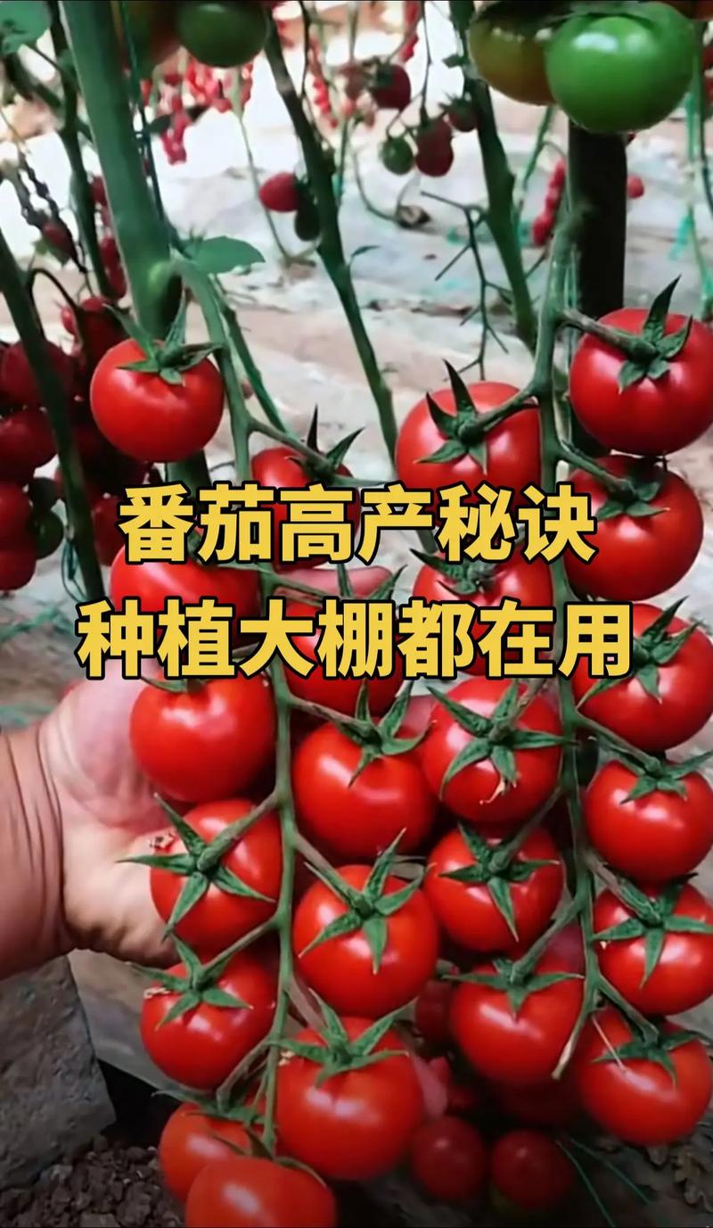 番茄种植高产秘诀_番茄怎么种植能高产呢 番茄种植高产秘诀_番茄怎么种植能高产呢 土壤施肥