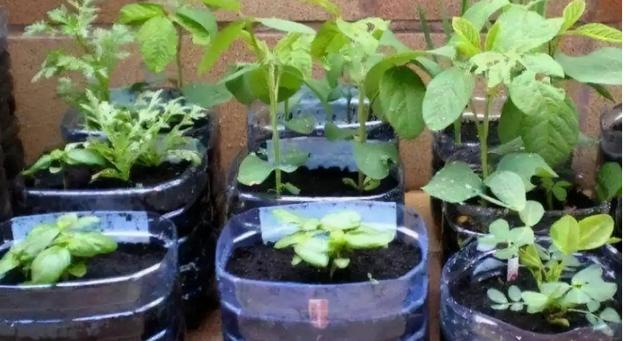 如何用油桶种菜_油桶盆栽番茄怎么种植的 如何用油桶种菜_油桶盆栽番茄怎么种植的 花朵知识