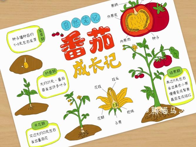 鲜西红柿种子的种植方法_番茄种子怎么种植发芽快 鲜西红柿种子的种植方法_番茄种子怎么种植发芽快 番茄种植技巧