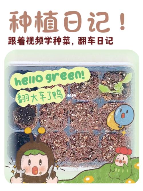 黄罗曼柿子如何种植技术_椭圆番茄种子怎么种植的视频 黄罗曼柿子如何种植技术_椭圆番茄种子怎么种植的视频 番茄病虫害防治
