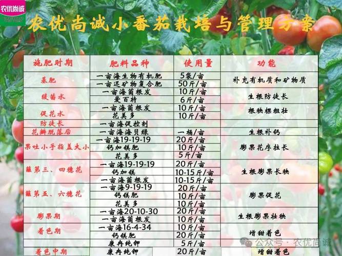 番茄的栽培技术和管理_番茄怎么种植和管理 番茄的栽培技术和管理_番茄怎么种植和管理 番茄种植技巧