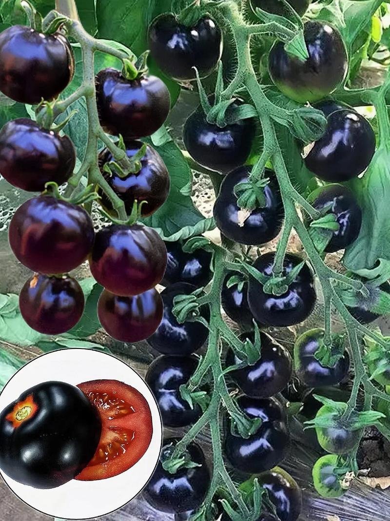 冰糖西红柿别名_冰糖黑番茄种子怎么种植的 冰糖西红柿别名_冰糖黑番茄种子怎么种植的 种植技巧