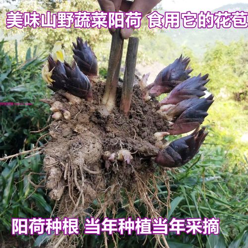 野生蔬菜人工培育，自然种植前景如何_野生蔬菜种植小技巧图片大全 野生蔬菜人工培育，自然种植前景如何_野生蔬菜种植小技巧图片大全 番茄种植技巧