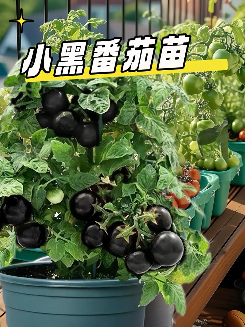 怎样区分tomato和potato_海洋番茄种苗怎么种植视频 怎样区分tomato和potato_海洋番茄种苗怎么种植视频 农业常识