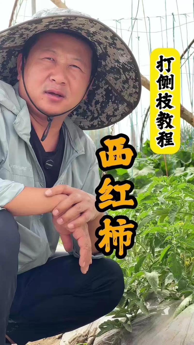 番茄结果了如何修枝_种植番茄怎么修剪果子视频 番茄结果了如何修枝_种植番茄怎么修剪果子视频 农业常识