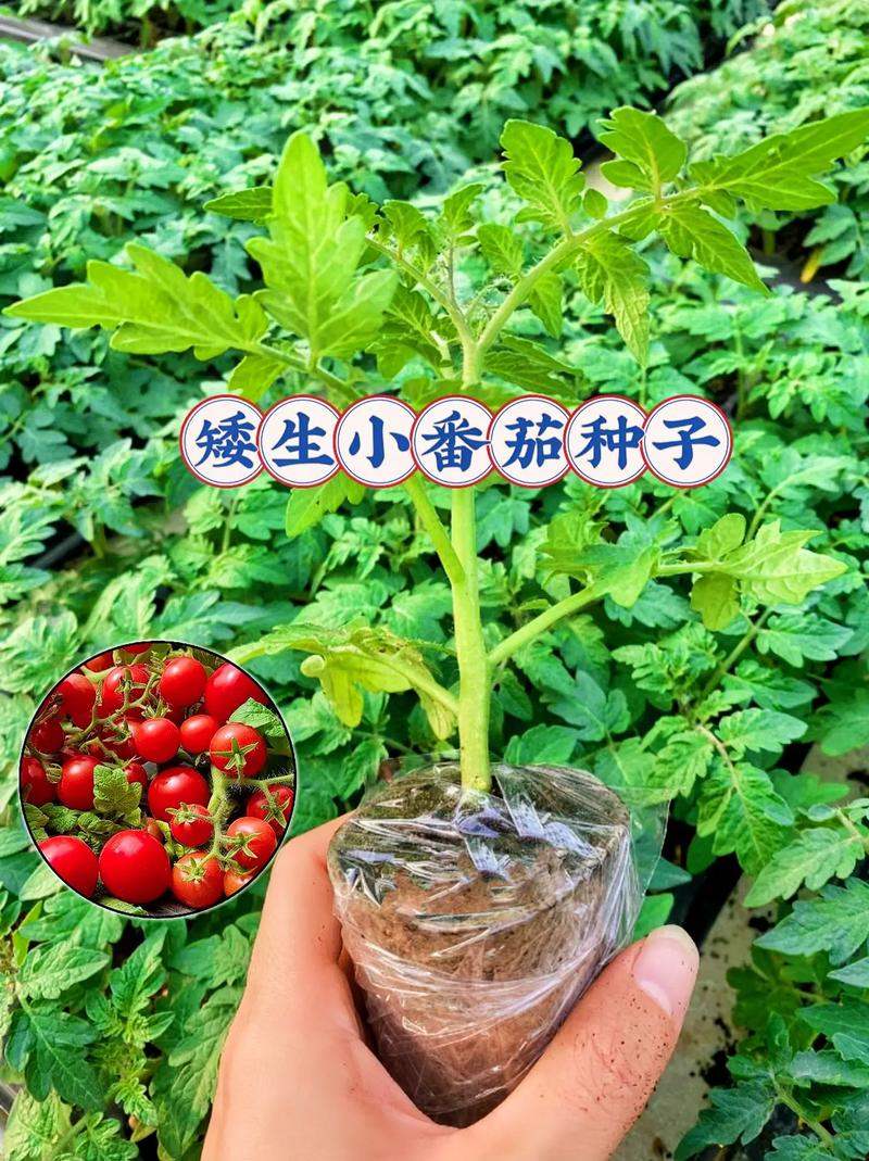 小西红柿种子怎么种植_番茄怎么用种子种植视频 小西红柿种子怎么种植_番茄怎么用种子种植视频 番茄种植技巧