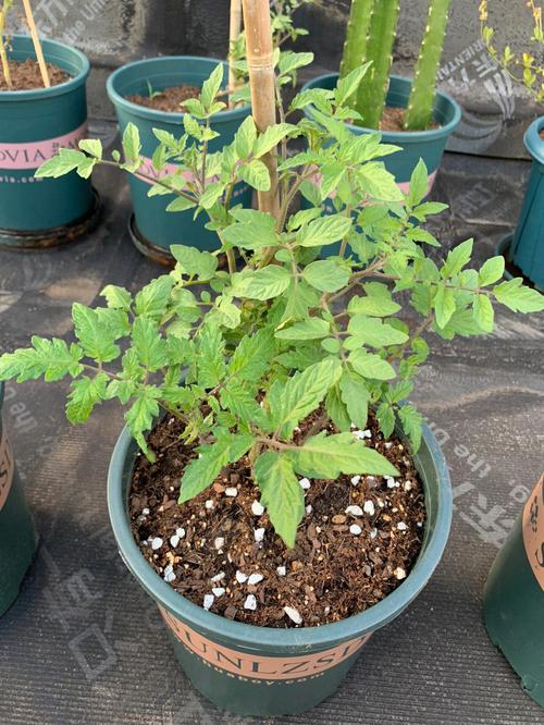 怎么把西红柿炒成汁_种植番茄怎么软化枝条视频 怎么把西红柿炒成汁_种植番茄怎么软化枝条视频 番茄病虫害防治