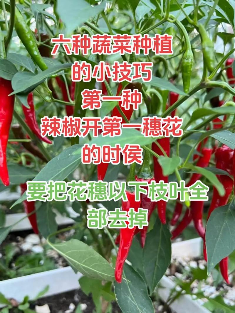 种植蔬菜怎样才能赚钱_很贵的蔬菜种植技巧是什么 种植蔬菜怎样才能赚钱_很贵的蔬菜种植技巧是什么 土壤施肥
