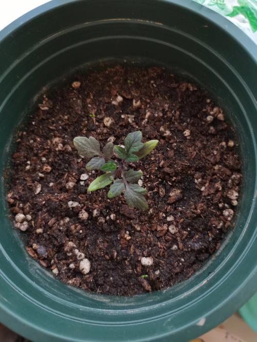 小西红柿种子怎么种植_进口石头番茄苗怎么种植的 植物种类 小西红柿种子怎么种植_进口石头番茄苗怎么种植的 小西红柿种子怎么种植_进口石头番茄苗怎么种植的 植物种类