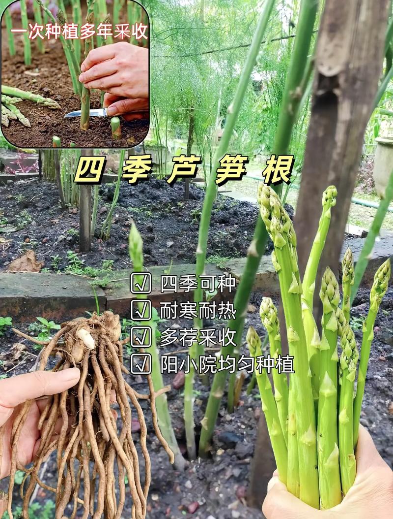 芦笋种子怎么育苗_芦笋怎么种植番茄种子好吃 芦笋种子怎么育苗_芦笋怎么种植番茄种子好吃 番茄病虫害防治