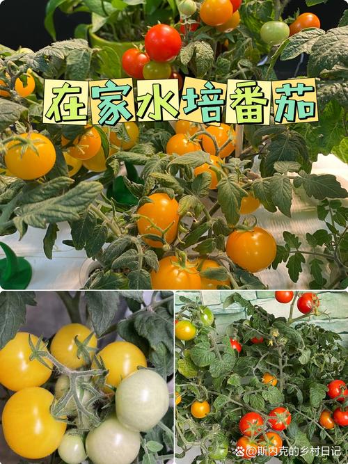 番茄水培季节_番茄果实水培怎么种植视频 番茄水培季节_番茄果实水培怎么种植视频 农业常识