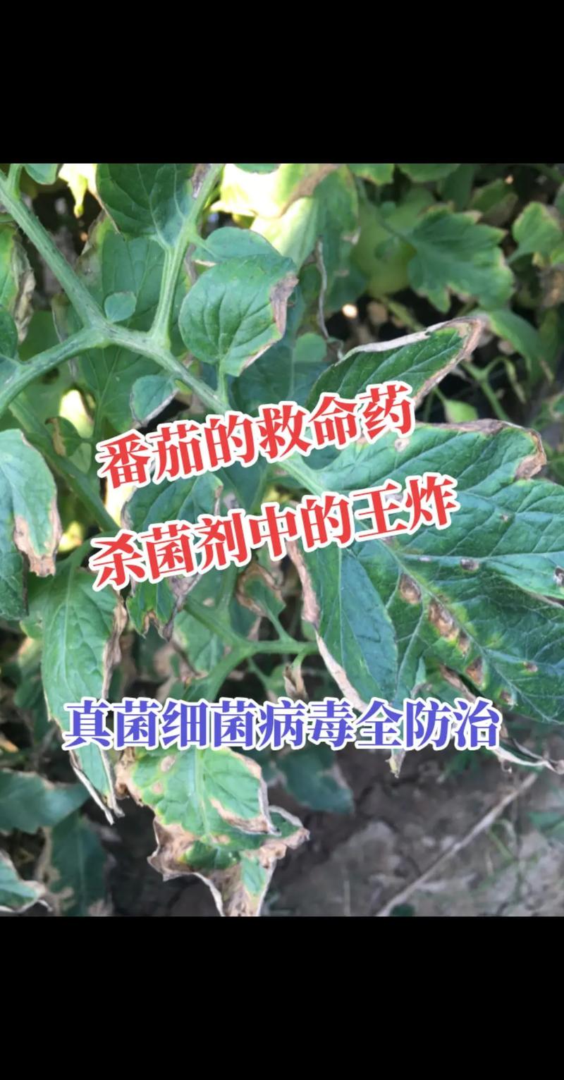 西红柿疫病的防治方法_种植番茄发病怎么处理好呢 西红柿疫病的防治方法_种植番茄发病怎么处理好呢 农业常识