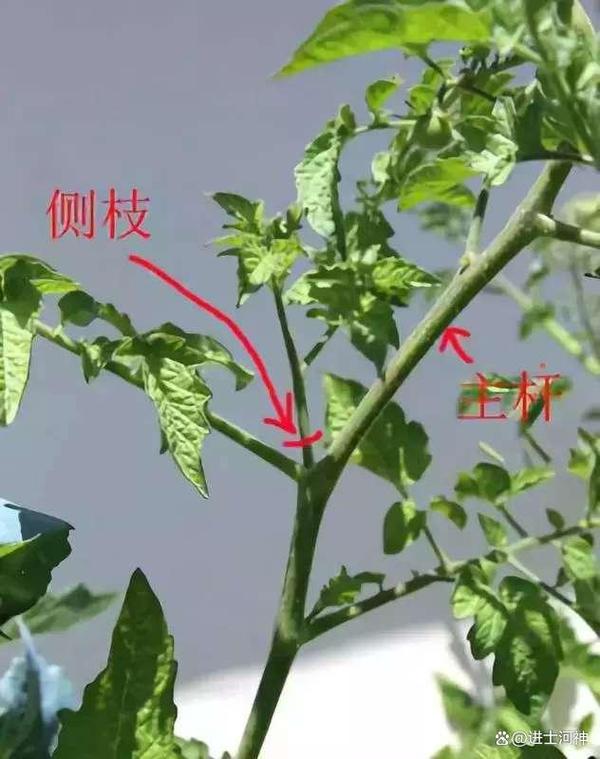 西红柿什么时候掐顶_种植番茄怎么去顶芽 西红柿什么时候掐顶_种植番茄怎么去顶芽 植物种类