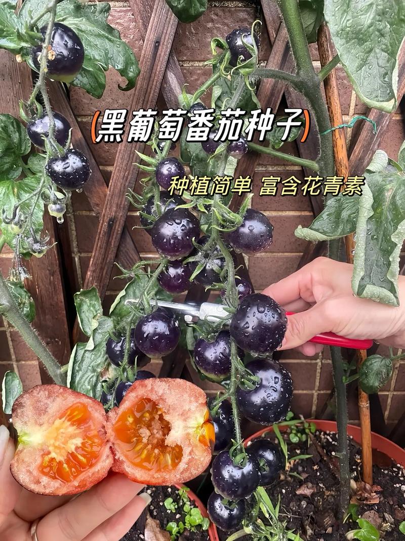 黑珍珠番茄盆栽种植方法_农民种植黑番茄怎么销售的 黑珍珠番茄盆栽种植方法_农民种植黑番茄怎么销售的 番茄种植技巧
