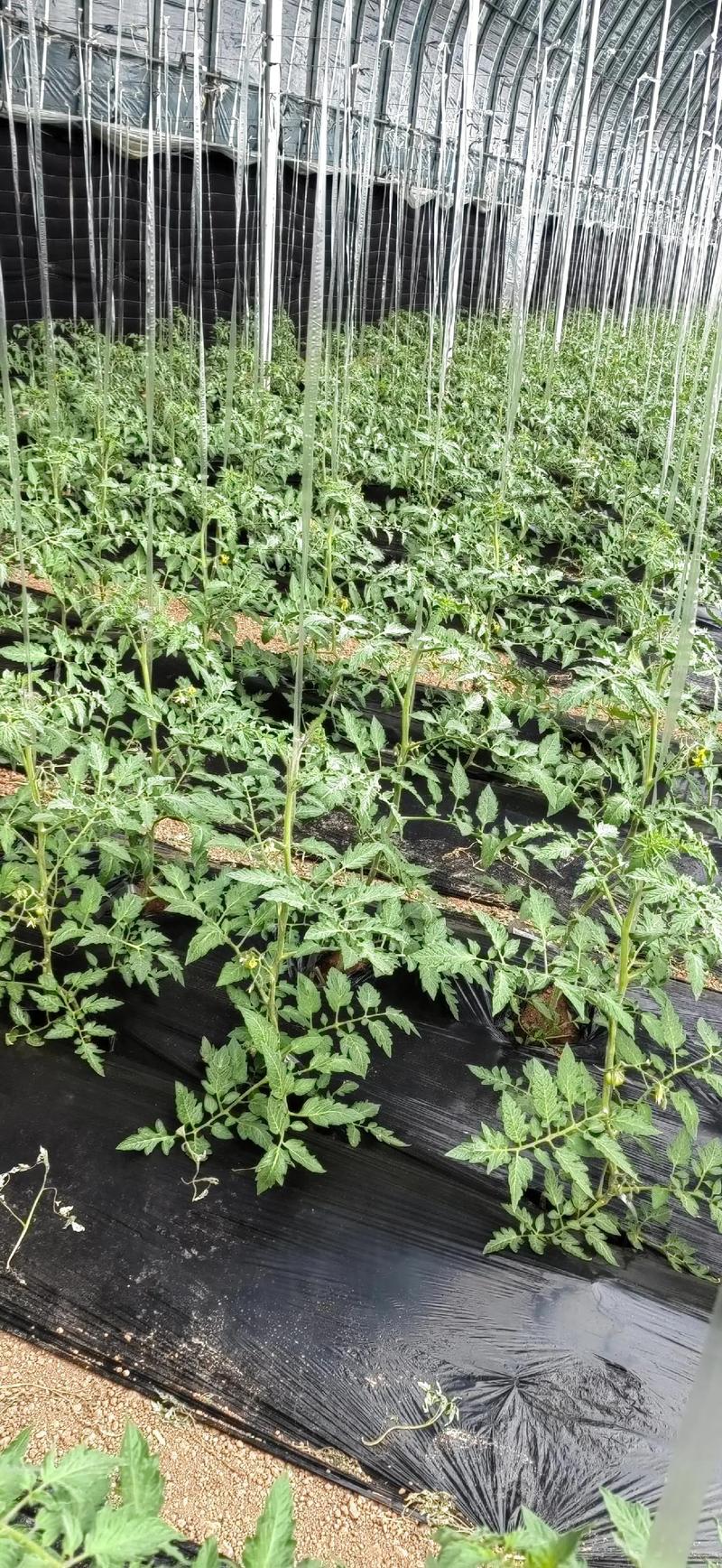 西红柿大棚盖膜种植技术和管理讲解_种番茄大棚怎么种植好呢 西红柿大棚盖膜种植技术和管理讲解_种番茄大棚怎么种植好呢 花朵知识