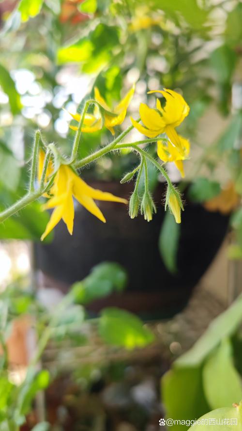 油爆吊筒做法_吊桶种植番茄怎么种植 油爆吊筒做法_吊桶种植番茄怎么种植 农业常识