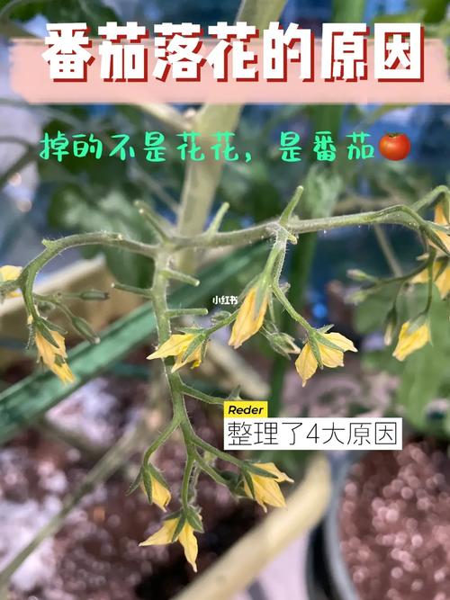 西红柿为什么会掉花_种植小番茄花怎么掉了叶子 西红柿为什么会掉花_种植小番茄花怎么掉了叶子 花朵知识