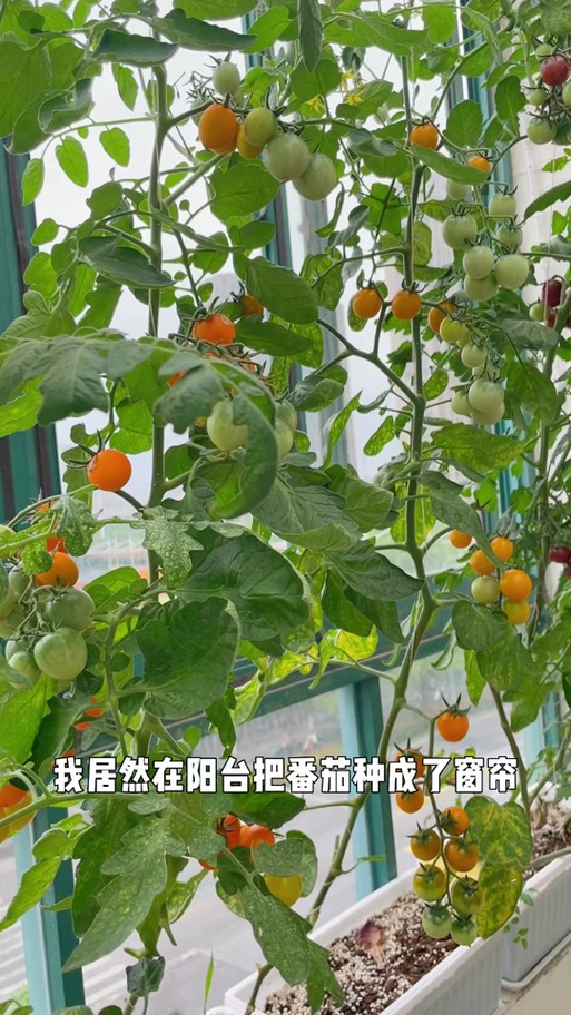 有没有烹饪的小视频可以分享一下_番茄怎么种植 修剪视频教程 有没有烹饪的小视频可以分享一下_番茄怎么种植 修剪视频教程 种植技巧