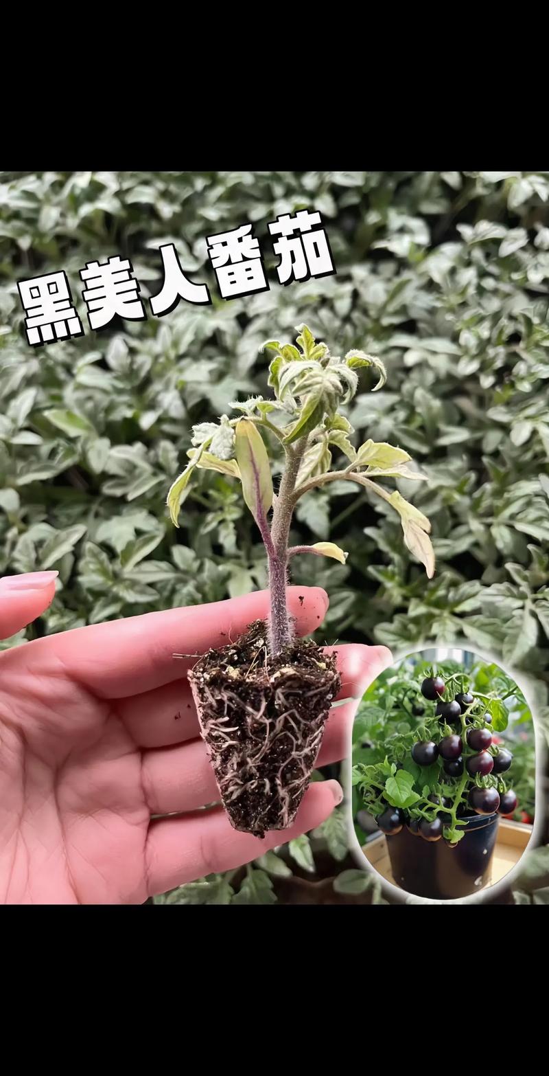 西红柿英语咋读_黑美人番茄怎么种植视频 西红柿英语咋读_黑美人番茄怎么种植视频 土壤施肥