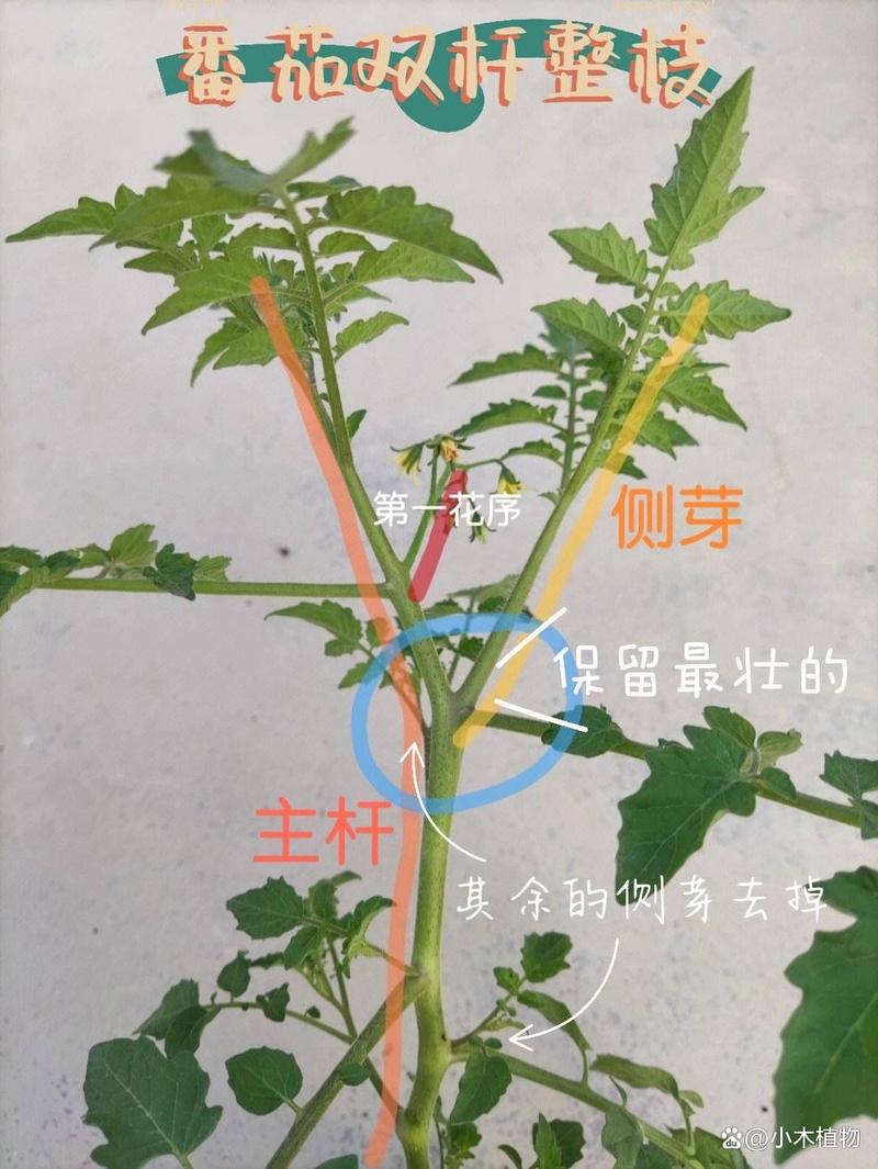 番茄结果了如何修枝_番茄怎么剪枝种植好呢视频 番茄结果了如何修枝_番茄怎么剪枝种植好呢视频 番茄种植技巧