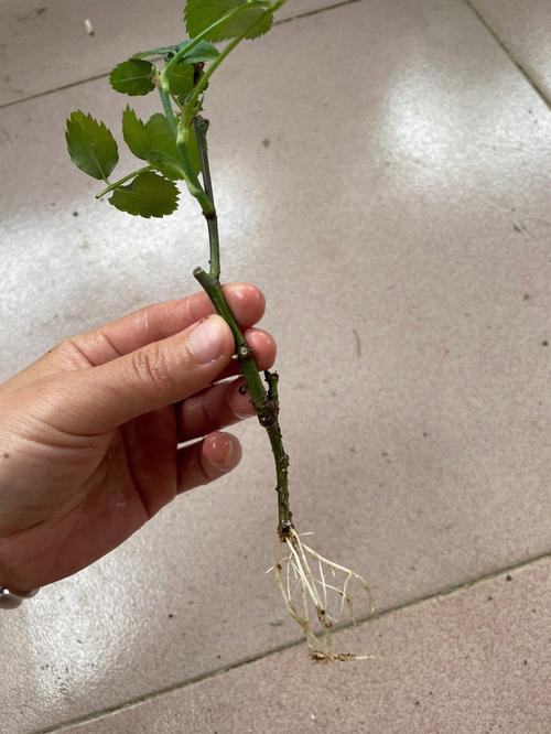 扦插成活的月季怎么种盆里_番茄架接苗怎么种植视频教程 扦插成活的月季怎么种盆里_番茄架接苗怎么种植视频教程 植物种类